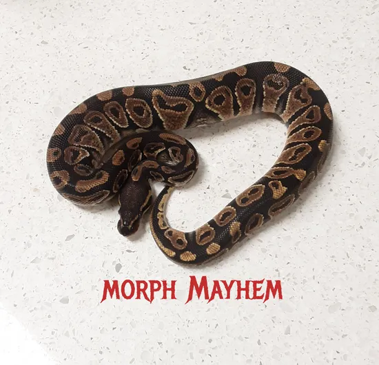 Trick Ball Python by Morph Mayhem LLC