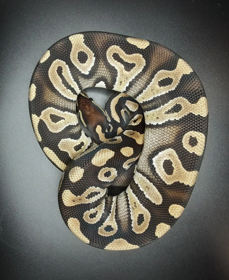 Mojave Trick Ball Python by Morph Mayhem LLC