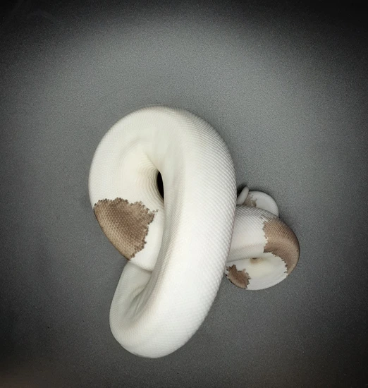 Gray Matter Ball Python by Morph Mayhem LLC