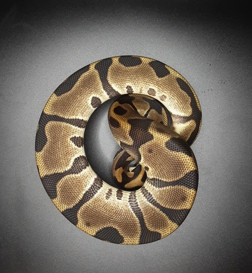 Leopard Enchi 100% Het. Pied Ball Python by Morph Mayhem LLC