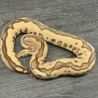 2016 Female Fire Leopard Clown Ball Python - female for sale from Michael MacDonald