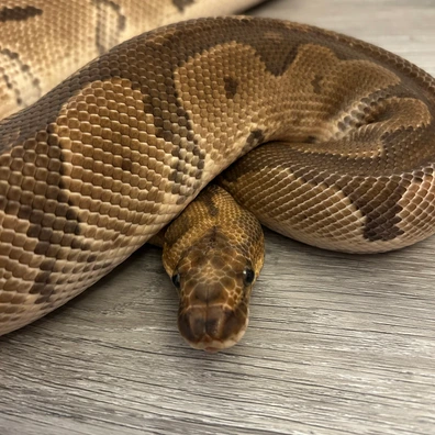 2016 Female Blade Clown Ball Python - female for sale from Michael MacDonald