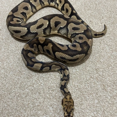 Spotnose Clown Ball Python - male for sale from Michael MacDonald