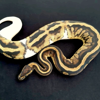 Piebald 100% Double Het Ultramel/Clown Ball Python - female for sale from Constrictor distributor