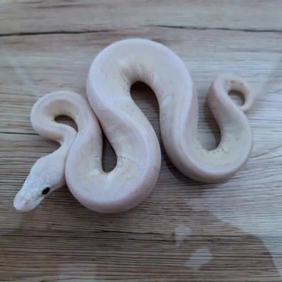 GHI Butter Super Pastel Clown Ball Python - male for sale from Constrictor distributor