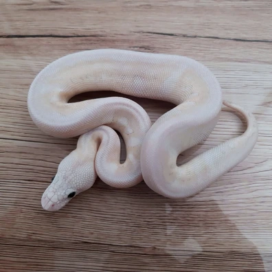 Butter Ghi Super Pastel Clown Ball Python - female for sale from Constrictor distributor