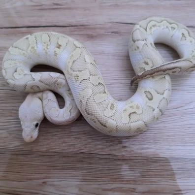 Clown GHI Cinnamon Butter Pastel Ball Python - male for sale from Constrictor distributor