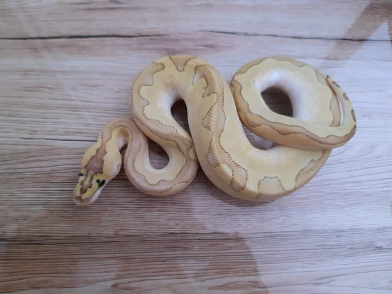 Enchi Butter Clown 100% Het DG Ball Python by Constrictor distributor