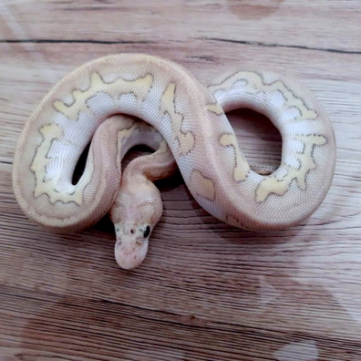 Chocolat Butter Super Pastel Clown Ball Python - male for sale from Constrictor distributor