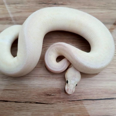 Clown Spotnose Leopard Butter Super Pastel Ball Python - male for sale from Constrictor distributor