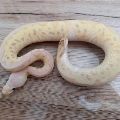 Banana Super Fly Clown Ball Python - male for sale from Constrictor distributor