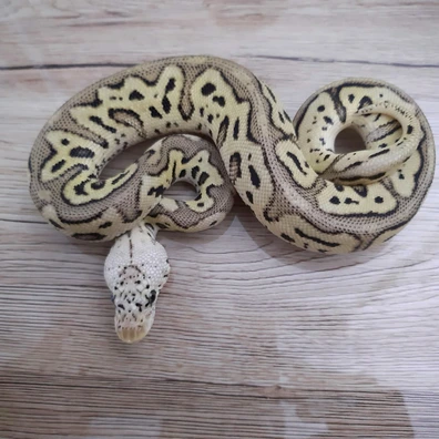 GHI Spotnose Leopard Pastel Clown Ball Python - male for sale from Constrictor distributor
