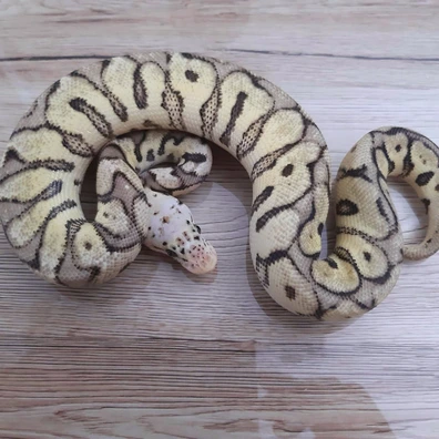 Spotnose Super Pastel Clown 100% Het DG Ball Python - male for sale from Constrictor distributor