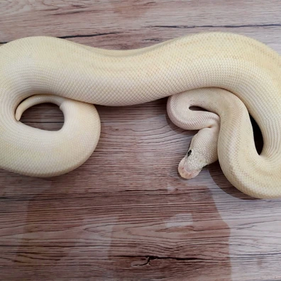 Leopard Spotnose Butter Super Pastel Clown Ball Python - female for sale from Constrictor distributor