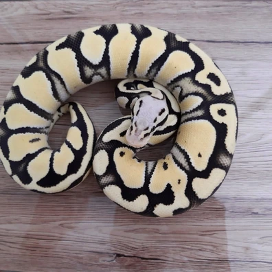 Desert Ghost Pastel 100% Het Clown Ball Python - female for sale from Constrictor distributor