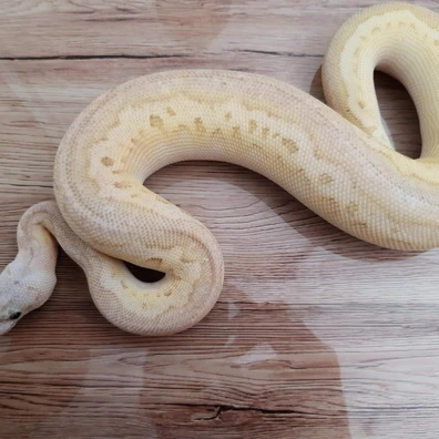 Cinnamon Butter Super Pastel Clown Ball Python - female for sale from Constrictor distributor