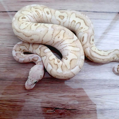 Clown Spotnose Lesser Pastel Ball Python - female for sale from Constrictor distributor