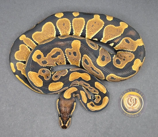 Free Shipping Female DH Hypo Ultramel 50% Het Pied Ball Python by Midas ...