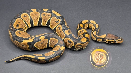 Free Shipping Female DH Hypo Ultramel 50% Het Pied Ball Python by Midas ...