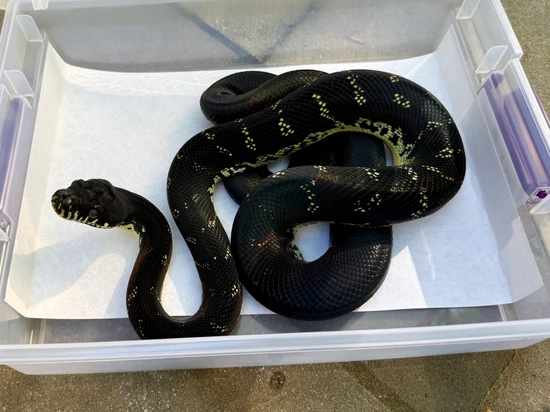 2022 Boelens Python Female Boelen's Python by Mid-Atlantic Arboreals