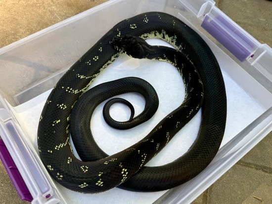 2022 Boelens Python Male Boelen's Python by Mid-Atlantic Arboreals