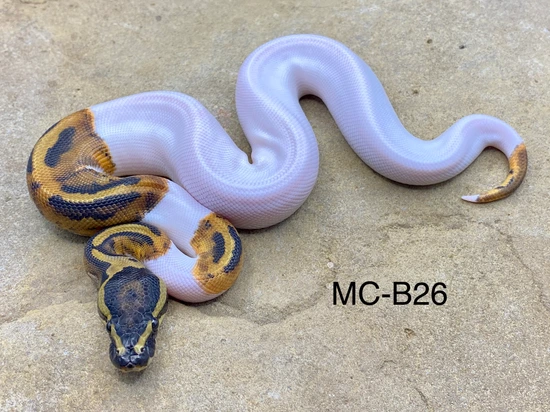 Pied Het Albino Ball Python by Midnight Constrictors