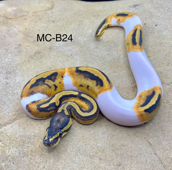 Pied Het Albino Ball Python by Midnight Constrictors