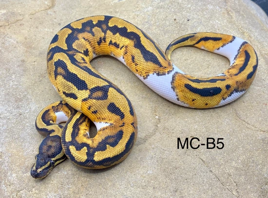 Pied Het Albino Ball Python by Midnight Constrictors