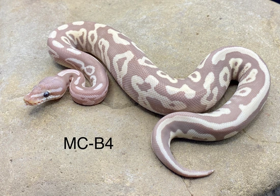 Banana Mojave Leopard Ball Python by Midnight Constrictors