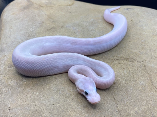 Super Fire Cinnamon Ball Python by Midnight Constrictors