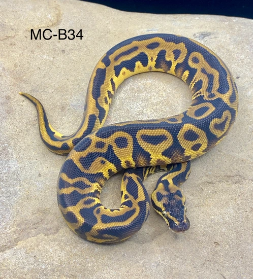 Enchi Leopard Yellowbelly Het Pied Ball Python by Midnight Constrictors