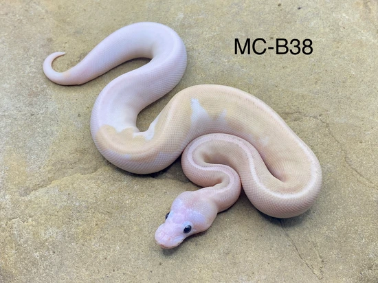Disco Fire Pewter Ball Python by Midnight Constrictors