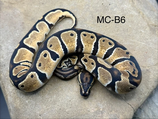 Super Orange Dream Het Pied Ball Python by Midnight Constrictors