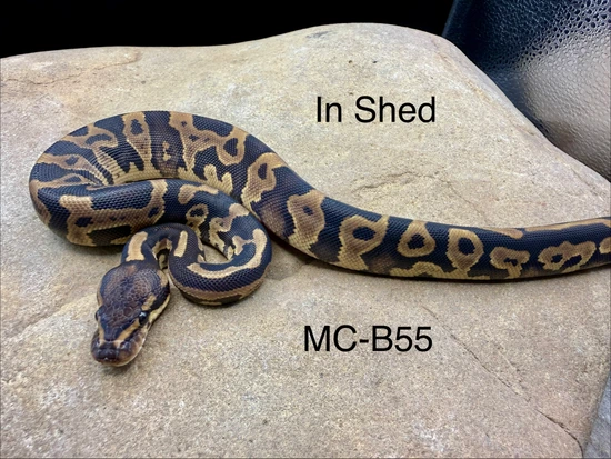 Leopard Spark Ball Python by Midnight Constrictors