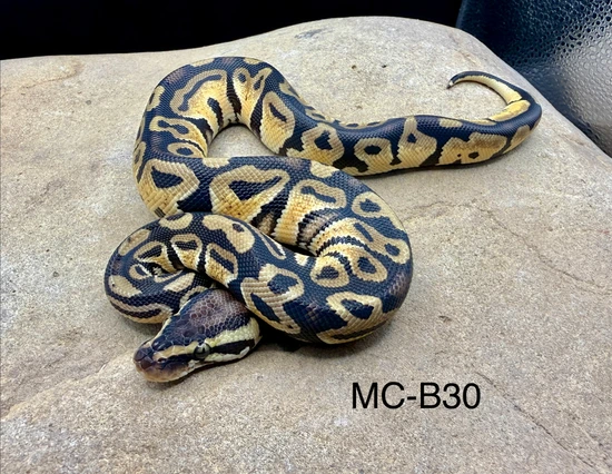 Pastel Double Het Albino Pied Ball Python by Midnight Constrictors