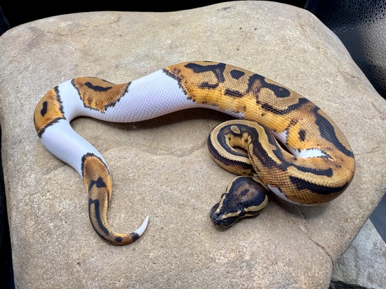 Pied Het Albino Ball Python by Midnight Constrictors