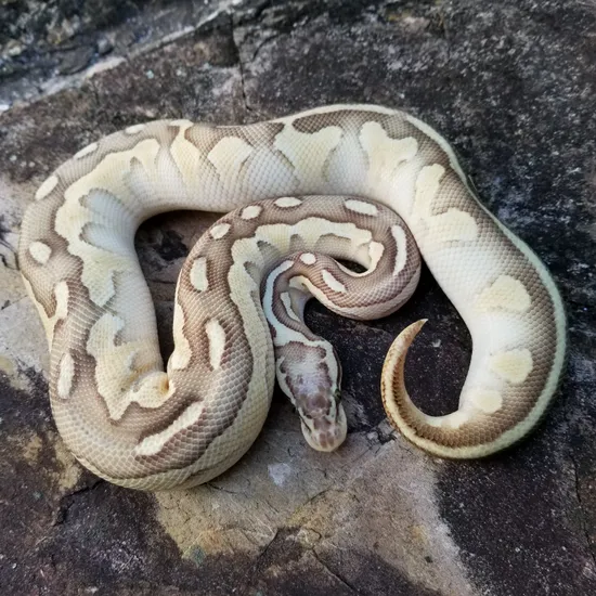 Super Pastel Lesser Crypton Ball Python by Midnight Exotics