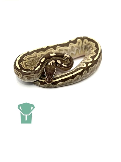 Bamboo Black Head Ball Python by Midwest Mutations