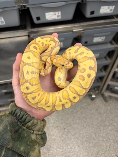 Bald Python Mutatons Banana YB Clown Ball Python by Midwest Mutations