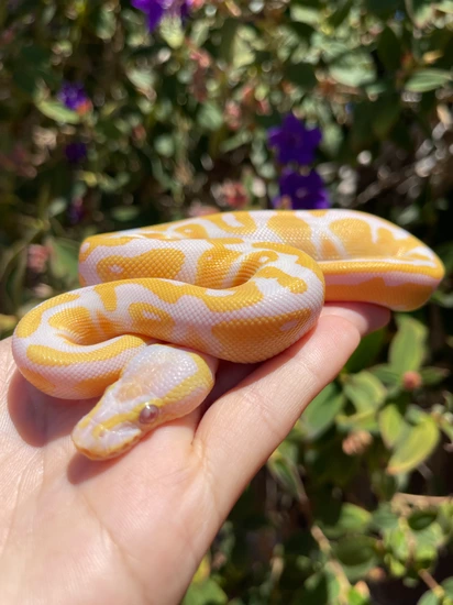 Pastel Lav Het Pied Ball Python by Miggy’s Morphs