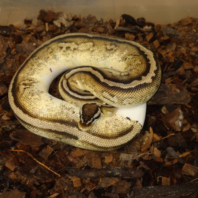 Asphalt Pastel Vpi Axanthic Pied Ball Python - female for sale from Bpreptiles