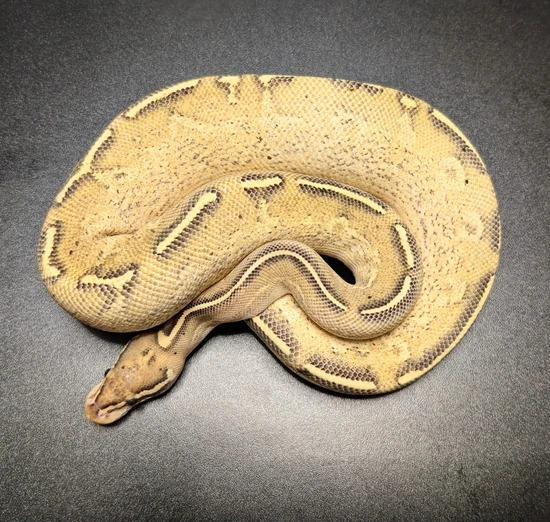 Freeway Ball Python by Electric_Pythons