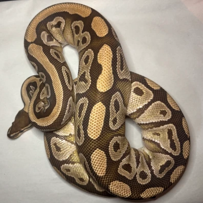 Mohave 100% Het Clown 100% Het Puzzle Ball Python - female for sale from Microdot Morphs