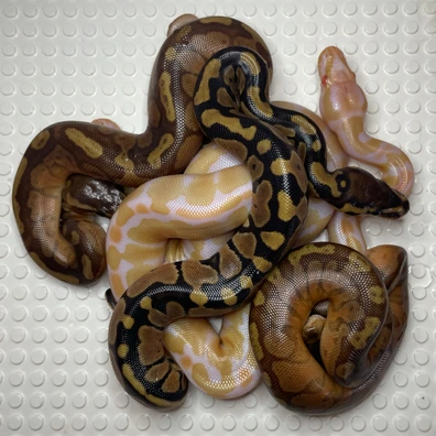 Normal 100% Het Albino 100% Het Sunset Ball Python - male for sale from Microdot Morphs