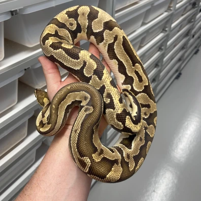 Fire Puzzle 66% Het Clown Ball Python - female for sale from M Lewis Reptiles