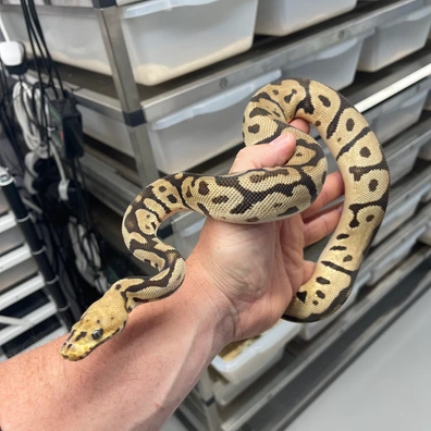 Orange Dream Spotnose Confusion Clown Ball Python - male for sale from M Lewis Reptiles