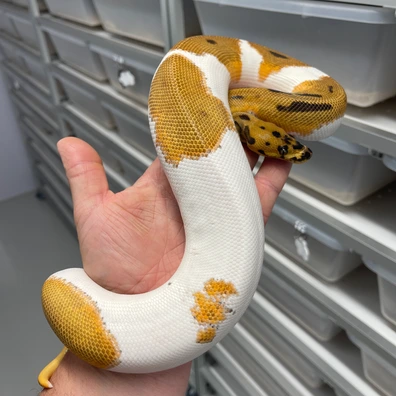 Orange Dream Leopard Clown Pied Ball Python - male for sale from M Lewis Reptiles
