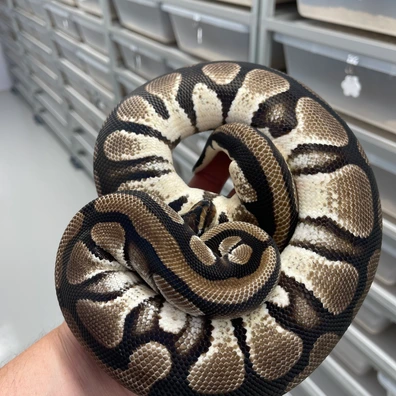 Dbl Het Genetic Stripe Clown Ball Python - female for sale from M Lewis Reptiles