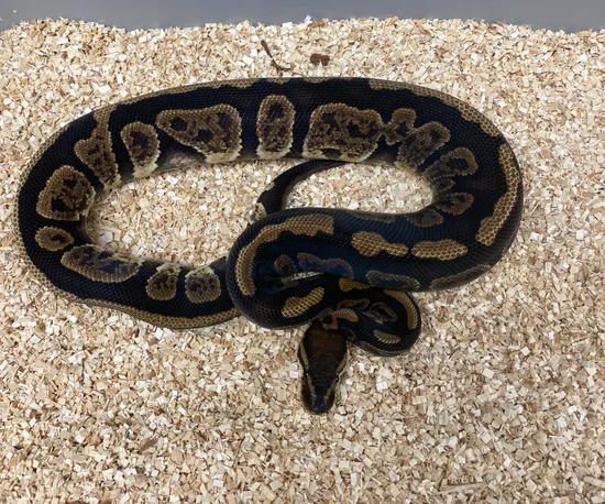 Granite Pattern Ball Python Black Granite Ball Python by Mountain State Feeder Breeders