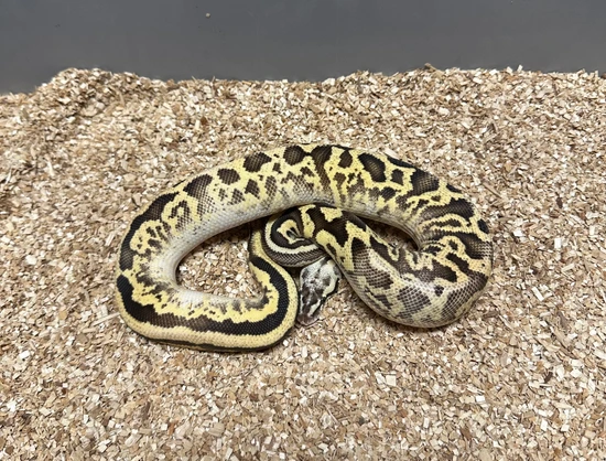 Acid Firefly Leopard Yellow Belly Ball Python by Mountain State Feeder ...
